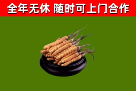 安顺烟酒回收冬虫夏草.jpg
